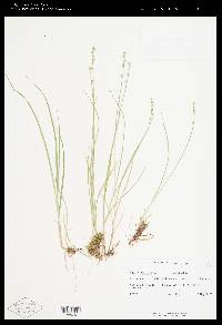 Carex seorsa image