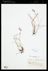 Carex spectabilis image