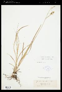 Carex sprengelii image