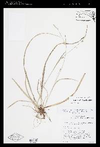 Carex styloflexa image