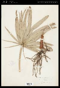 Serenoa serrulata image