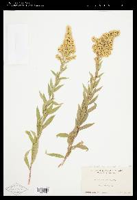 Solidago lepida image