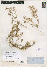 Phlox glabriflora subsp. glabriflora image