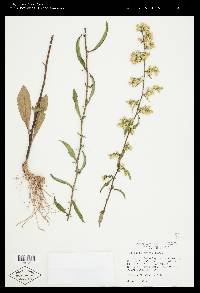 Solidago erecta image