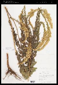 Solidago fistulosa image