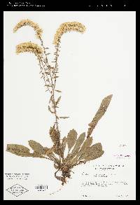 Solidago nemoralis var. nemoralis image