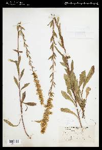 Solidago puberula image