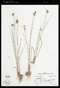 Juncus brachycarpus image