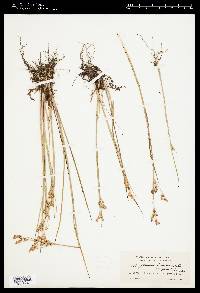 Juncus brevicaudatus image