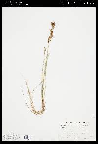 Juncus brevicaudatus image