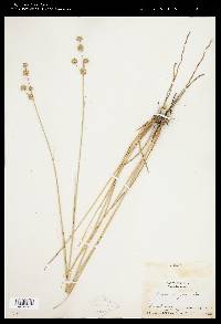 Juncus scirpoides image