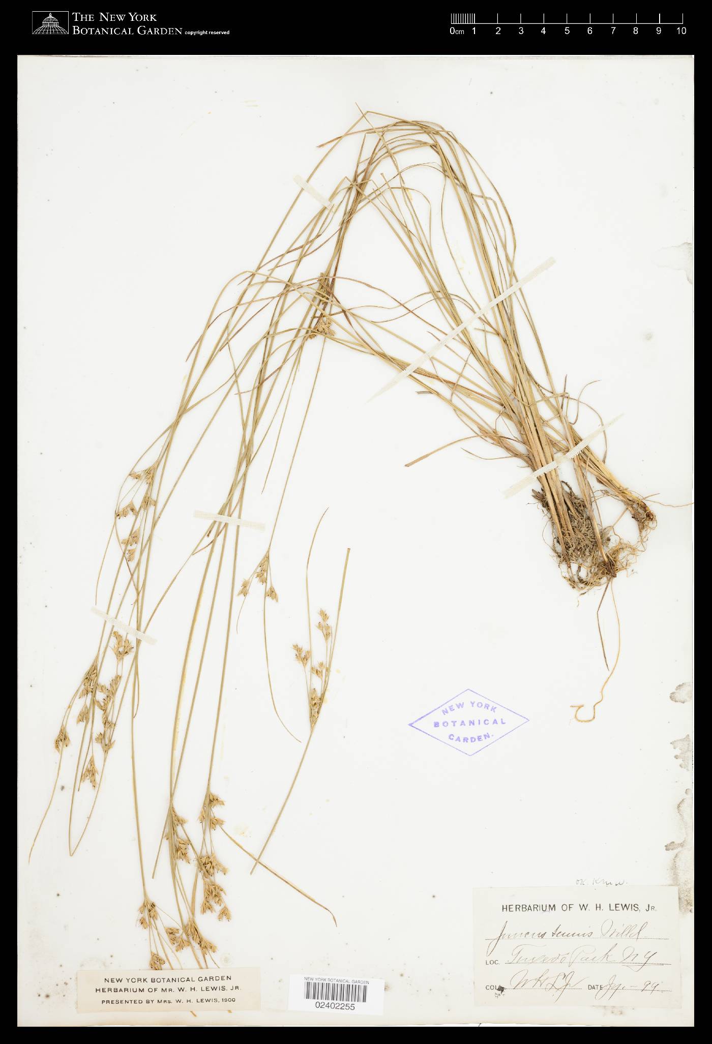 Juncus tenuis var. tenuis image