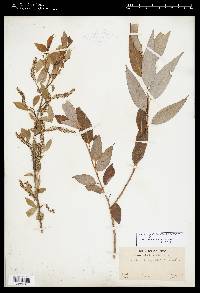 Salix amygdaloides image