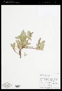 Salix petrophila image