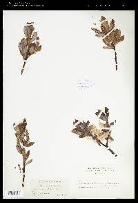 Salix barclayi image