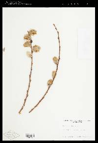 Salix scouleriana image