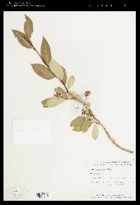 Salix serissima image