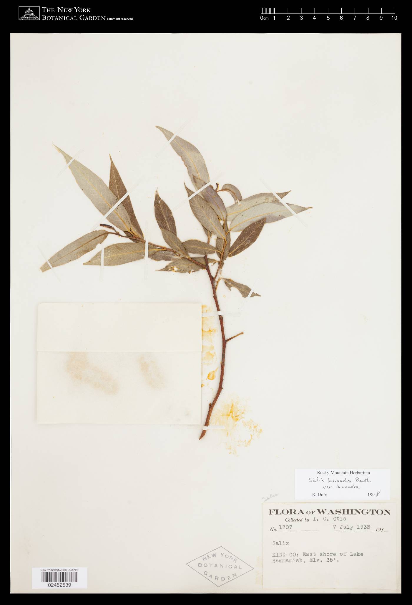 Salix lasiandra var. lasiandra image