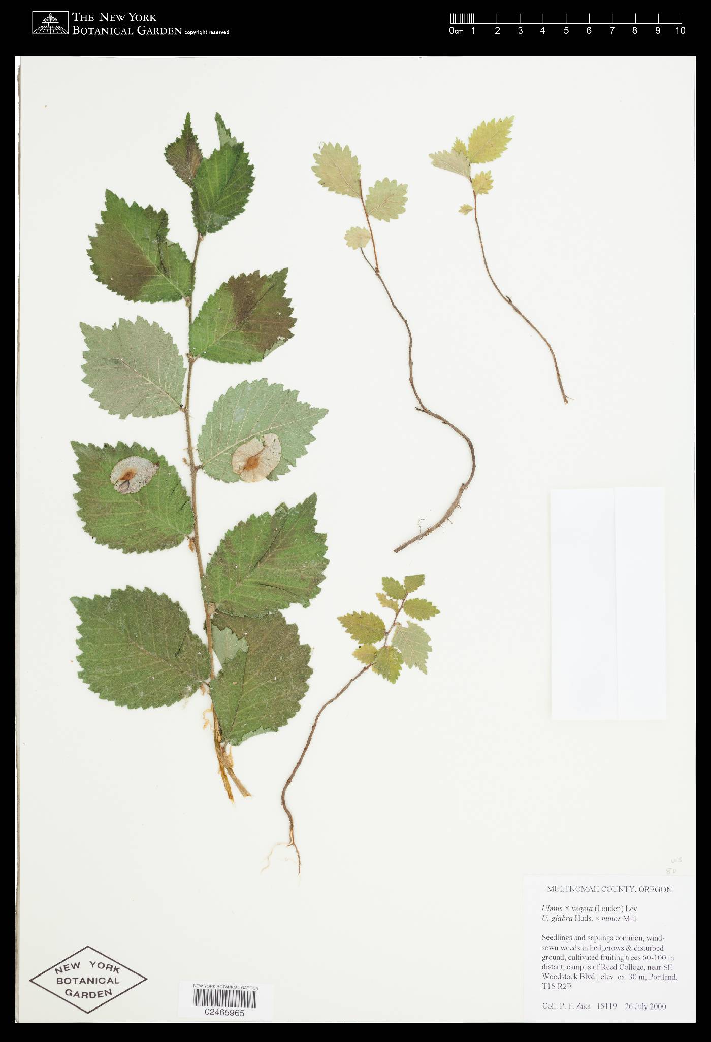Ulmus vegeta image