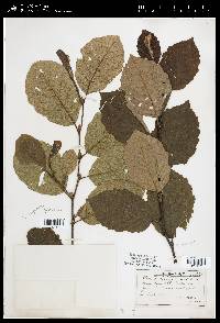 Alnus incana subsp. rugosa image