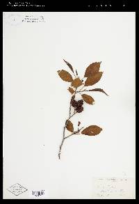 Alnus japonica image