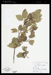 Alnus oblongifolia image