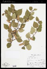 Betula papyrifera image