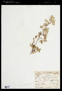 Acer glabrum var. diffusum image