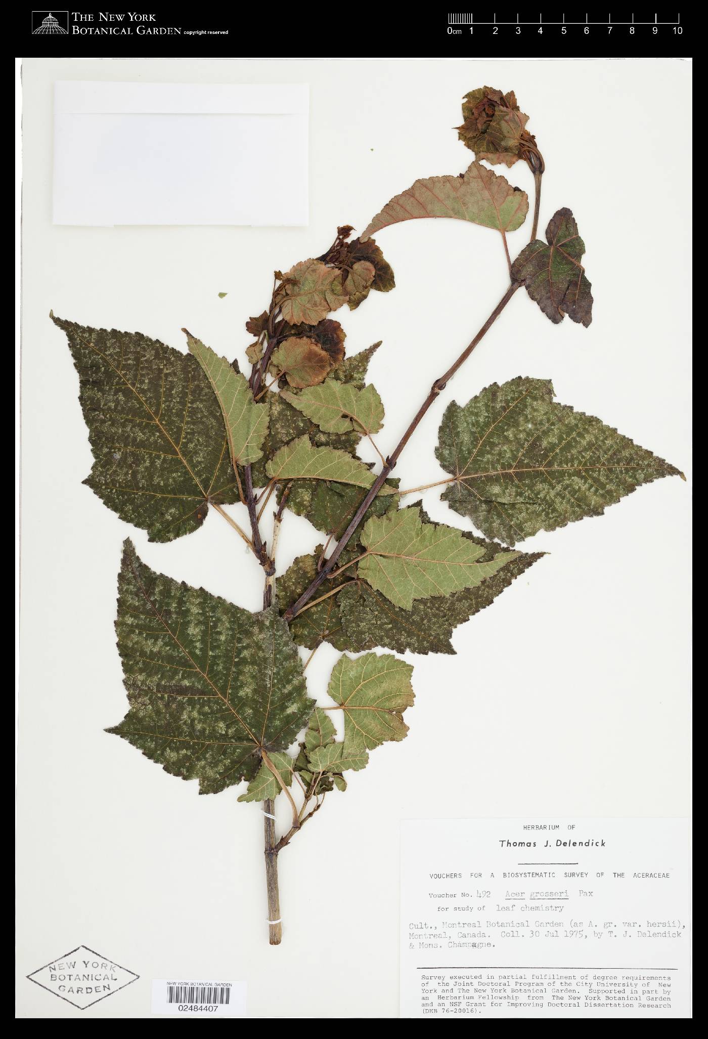 Acer grosseri image