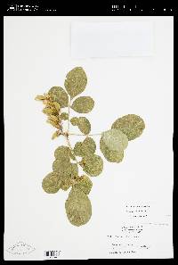 Fraxinus latifolia image