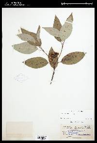 Cornus sericea subsp. sericea image