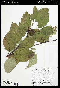 Cornus sericea subsp. sericea image