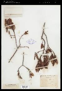 Xylococcus bicolor image