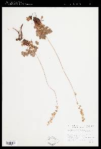 Heuchera grossulariifolia image