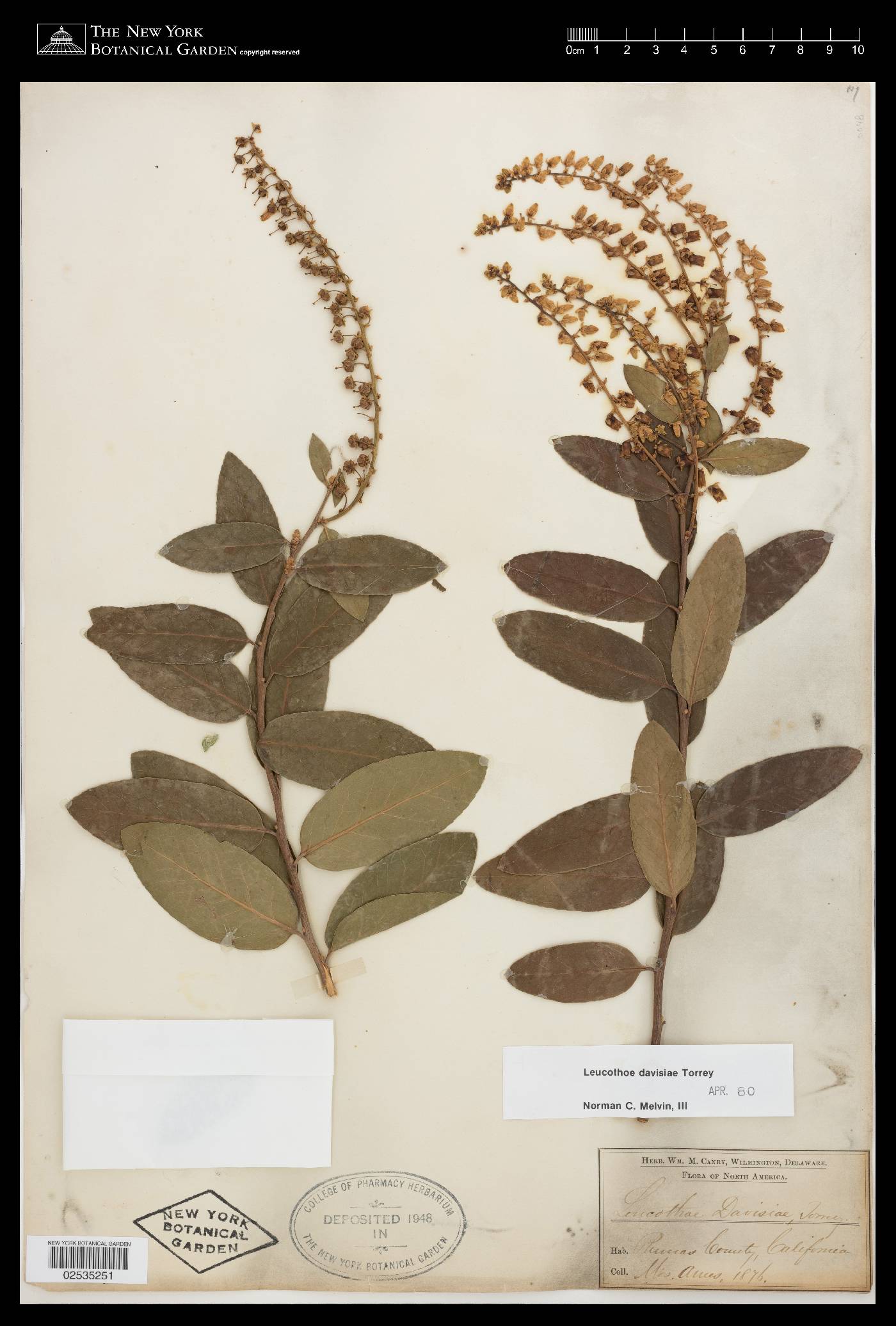 Leucothoe davisiae image