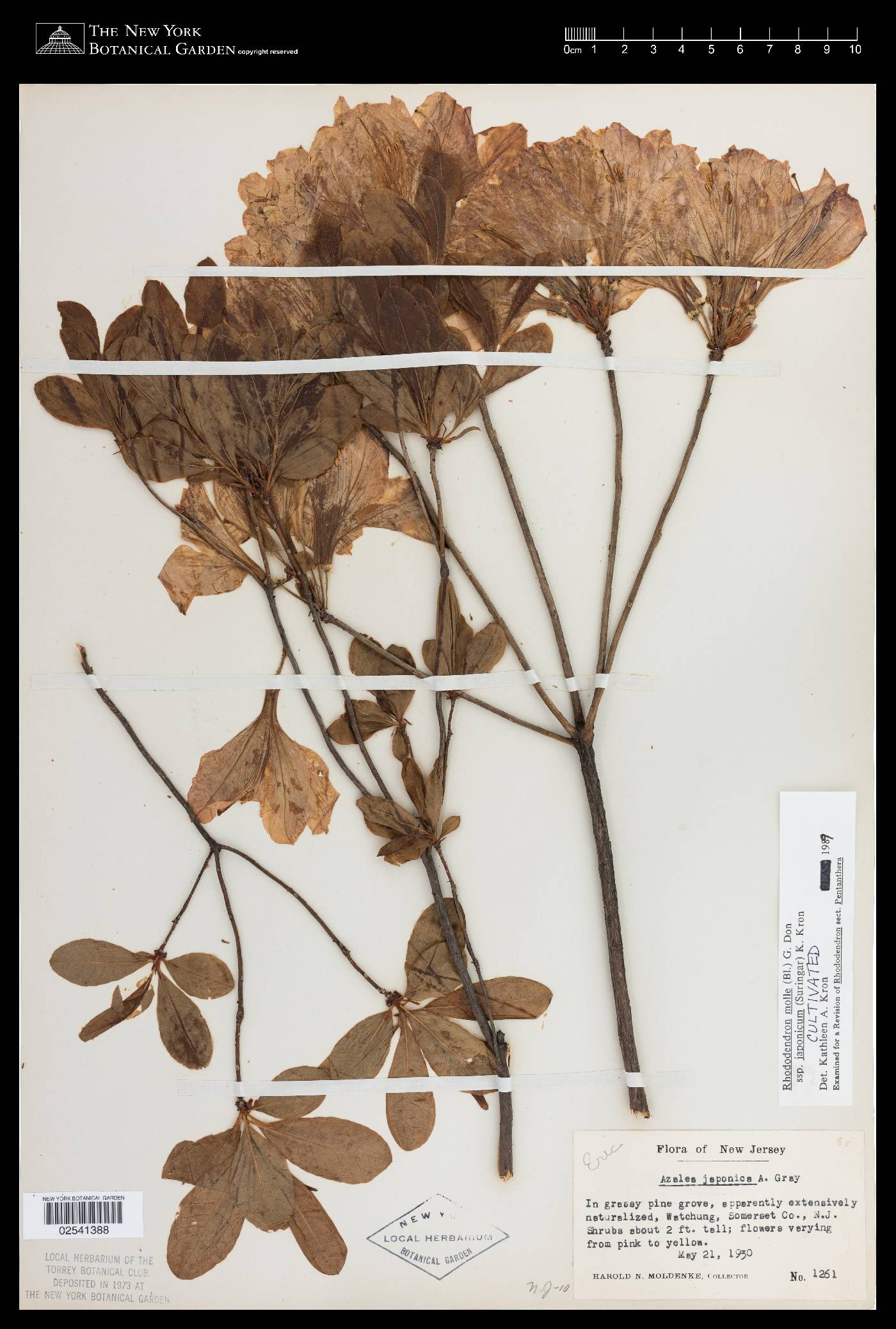 Rhododendron molle image