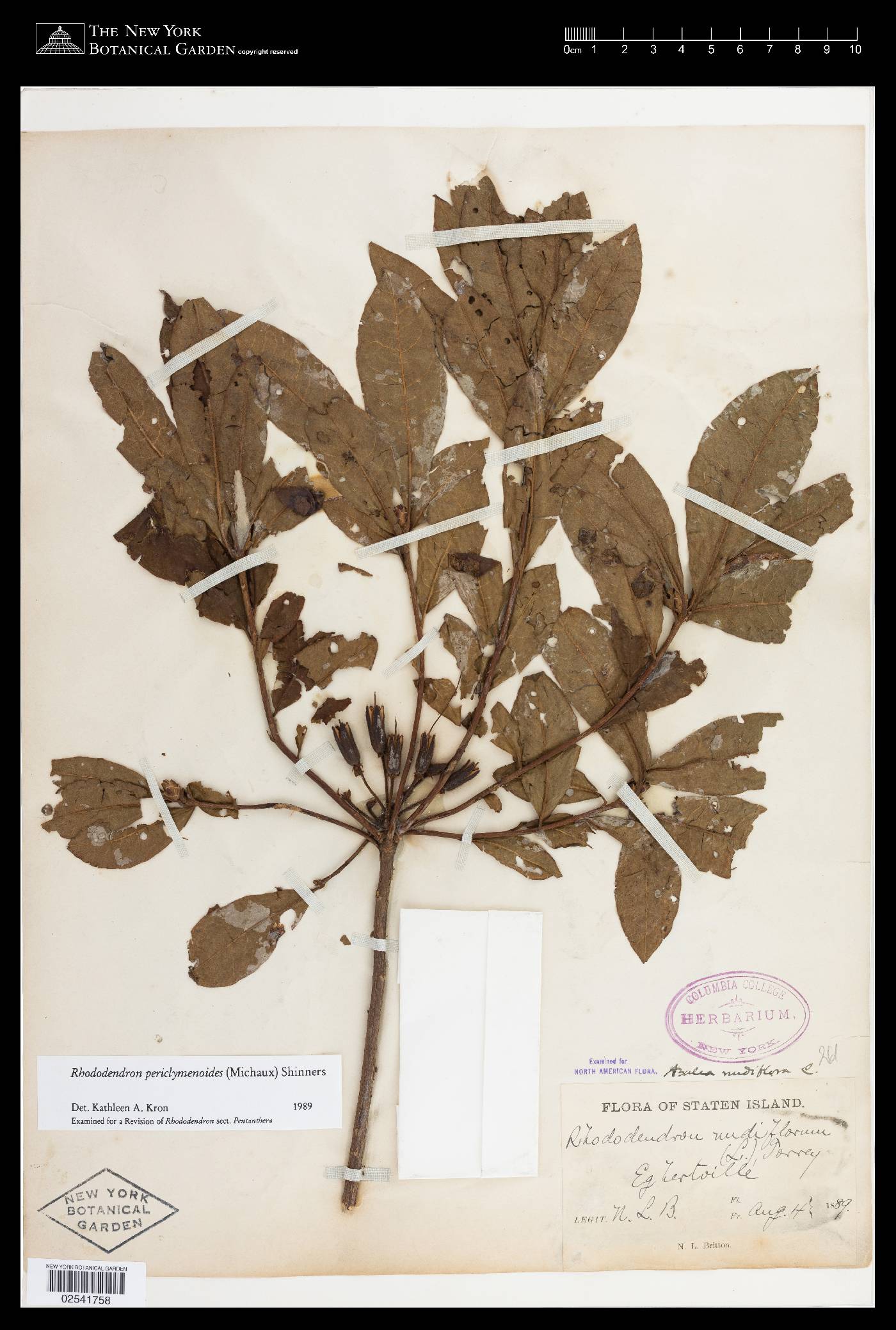 Rhododendron periclymenoides image