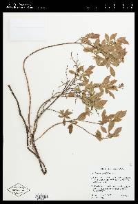 Vaccinium angustifolium image