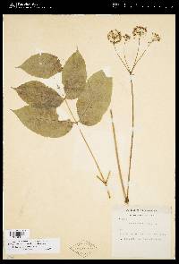 Aralia nudicaulis image