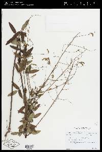 Desmodium paniculatum var. pubens image