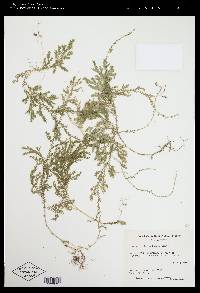 Selaginella sertata image