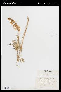 Lupinus arbustus var. arbustus image