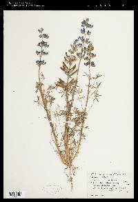 Lupinus nanus var. menkerae image