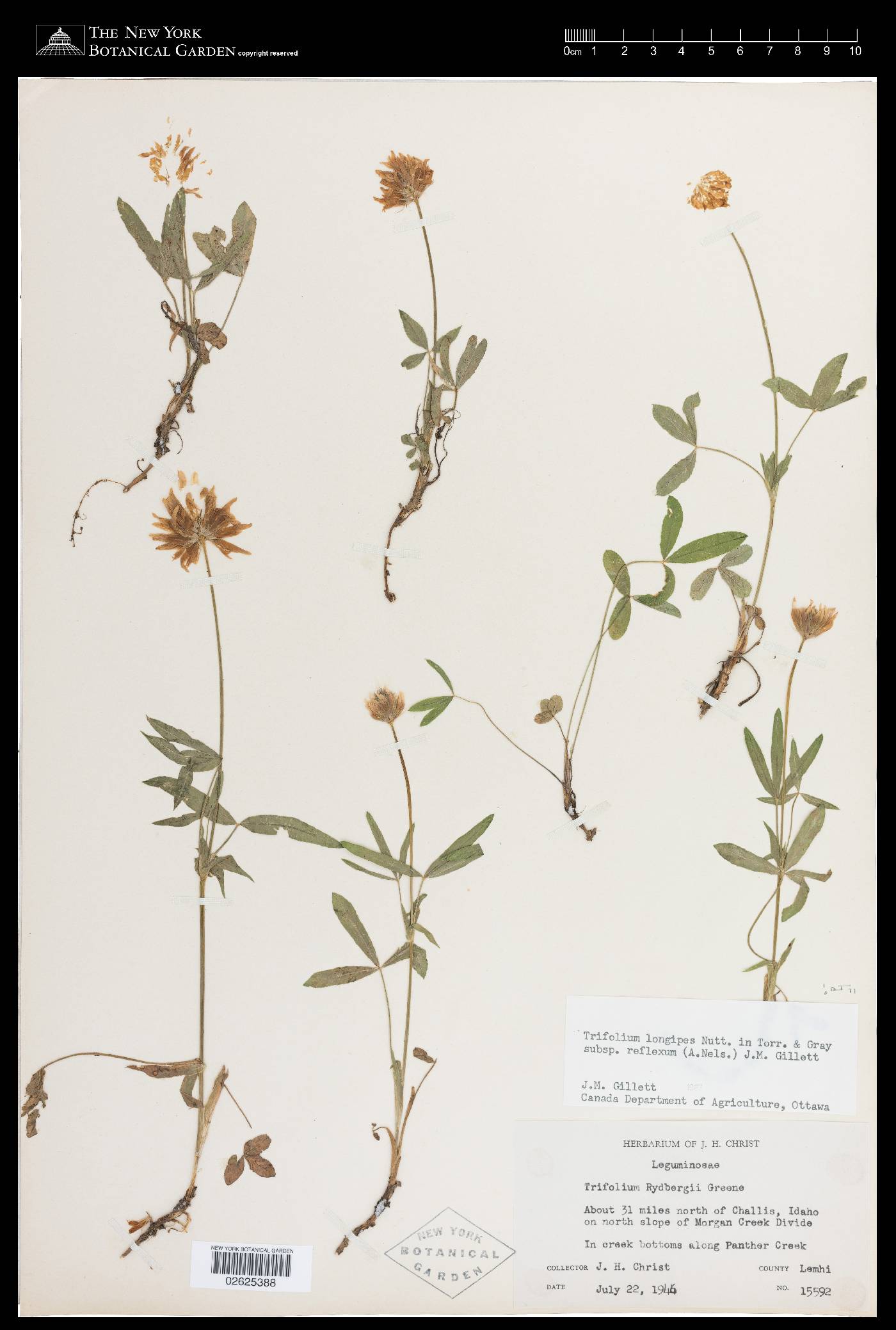 Trifolium longipes subsp. reflexum image