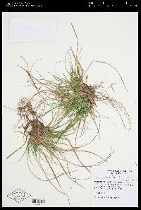 Carex tonsa image