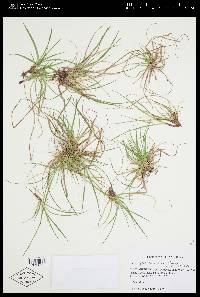 Carex tonsa image