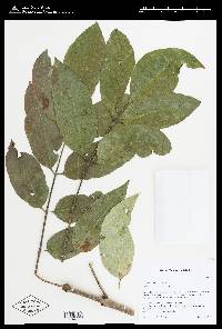 Fraxinus biltmoreana image