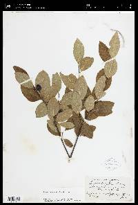 Amelanchier bartramiana image