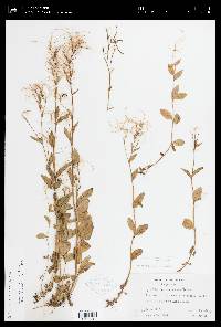 Epilobium lactiflorum image