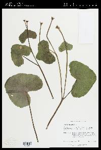 Caltha palustris image